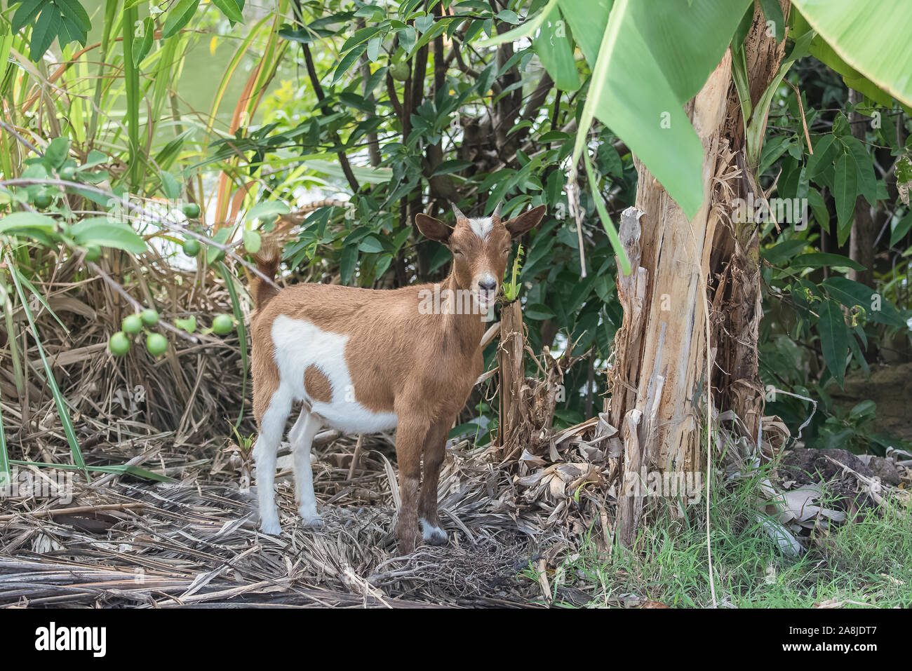 Chèvre sauvage blanc et brun, tête, animal sauvage en Guadeloupe Banque D'Images