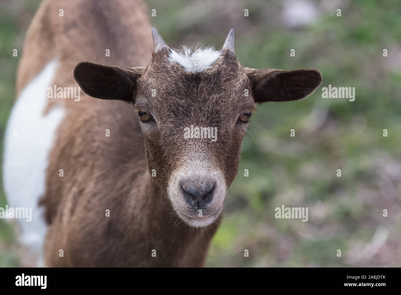 Chèvre sauvage blanc et brun, tête, animal sauvage en Guadeloupe Banque D'Images