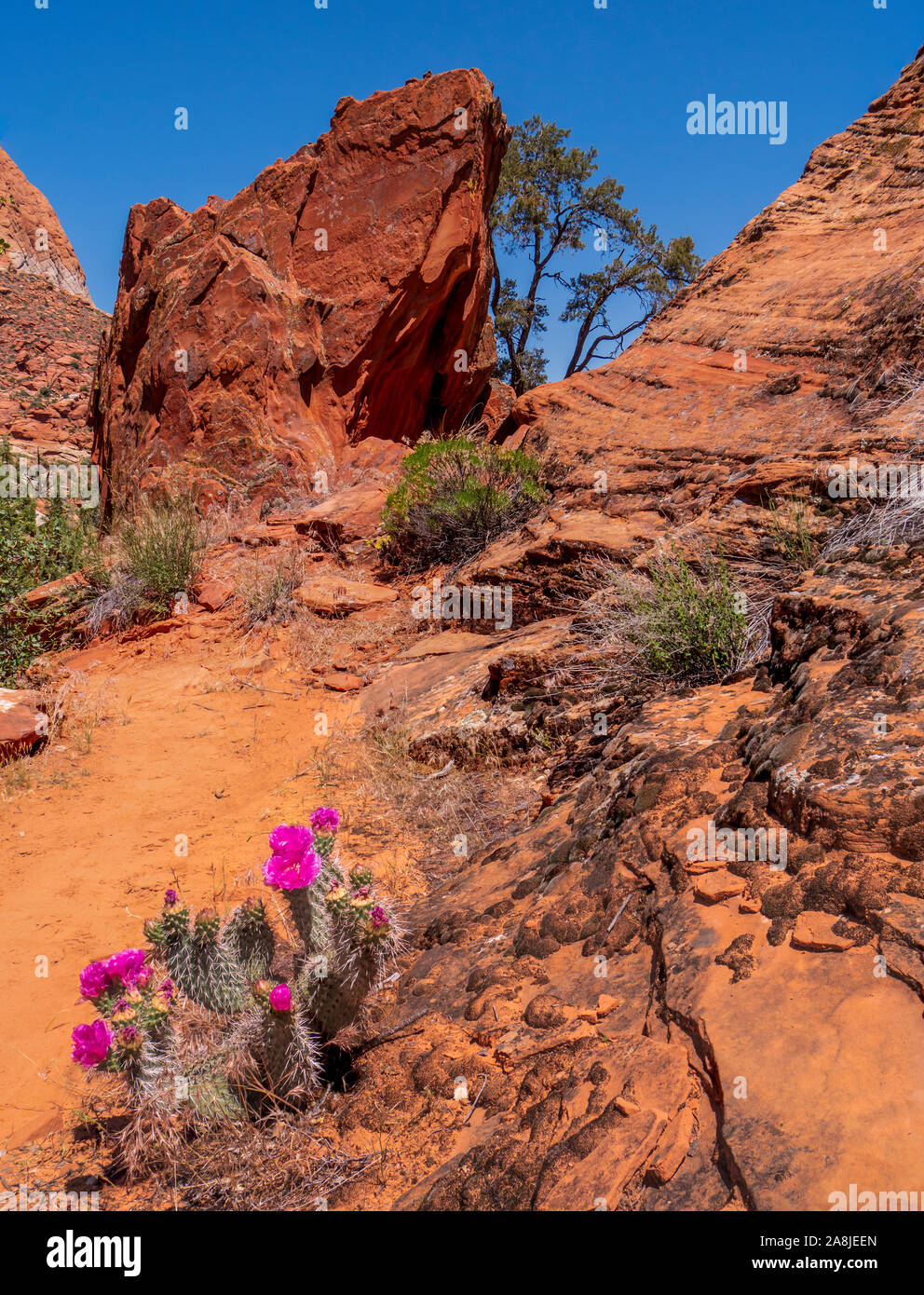 Figuier de Barbarie, Mojave Padre Canyon Trail, Snow Canyon State Park, Saint George, Utah. Banque D'Images