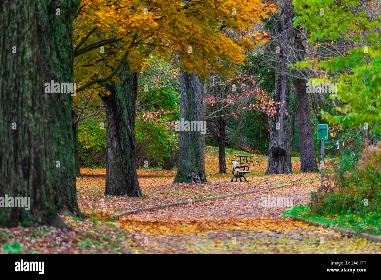 Mère Nature sur tout l'affichage que des arbres dans le sud-ouest de l'Ontario, Canada le signal du changement de saisons de l'été à l'automne. Banque D'Images