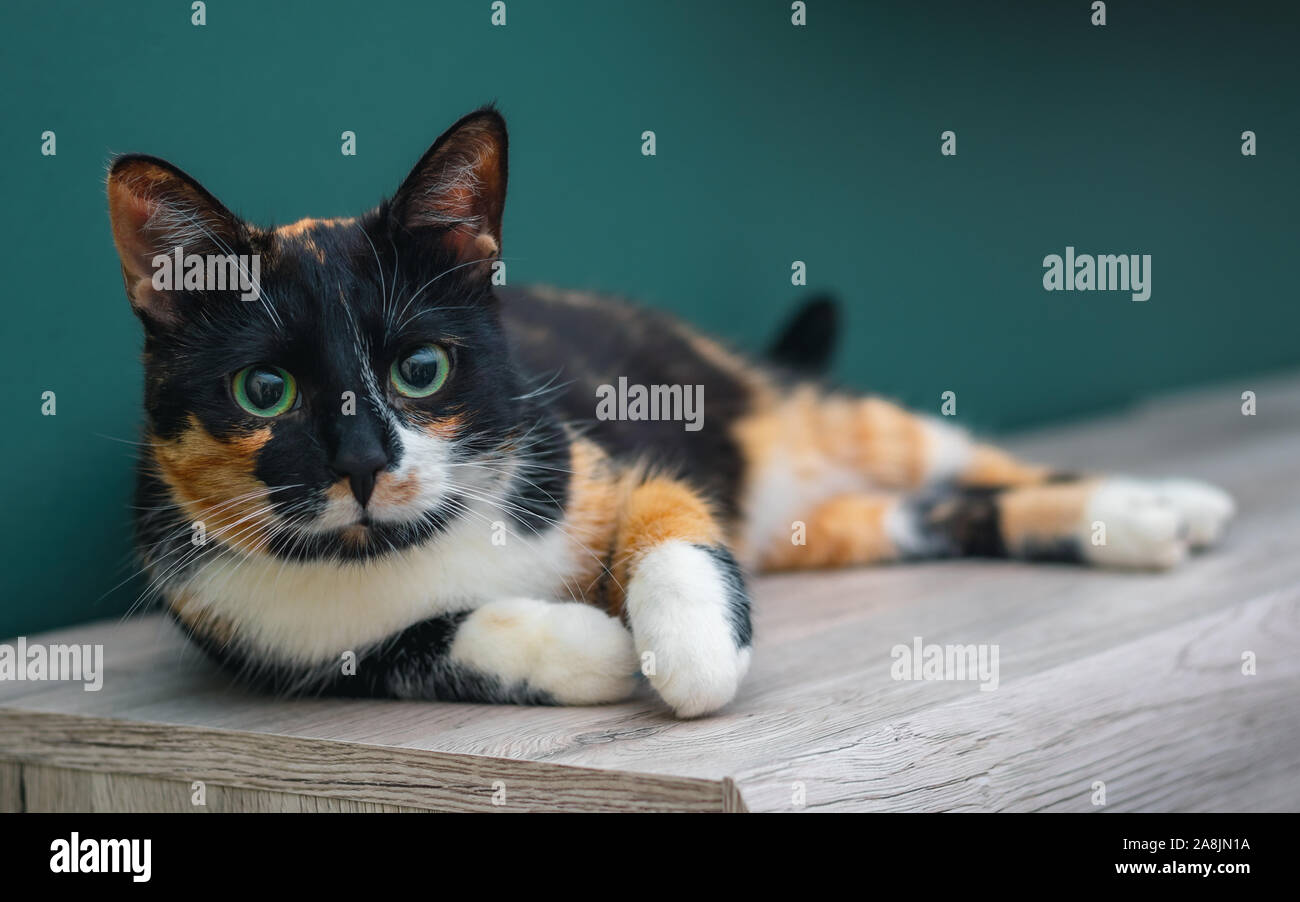 Chat Calico allongé sur une surface en bois avec de grands yeux colorés. Banque D'Images