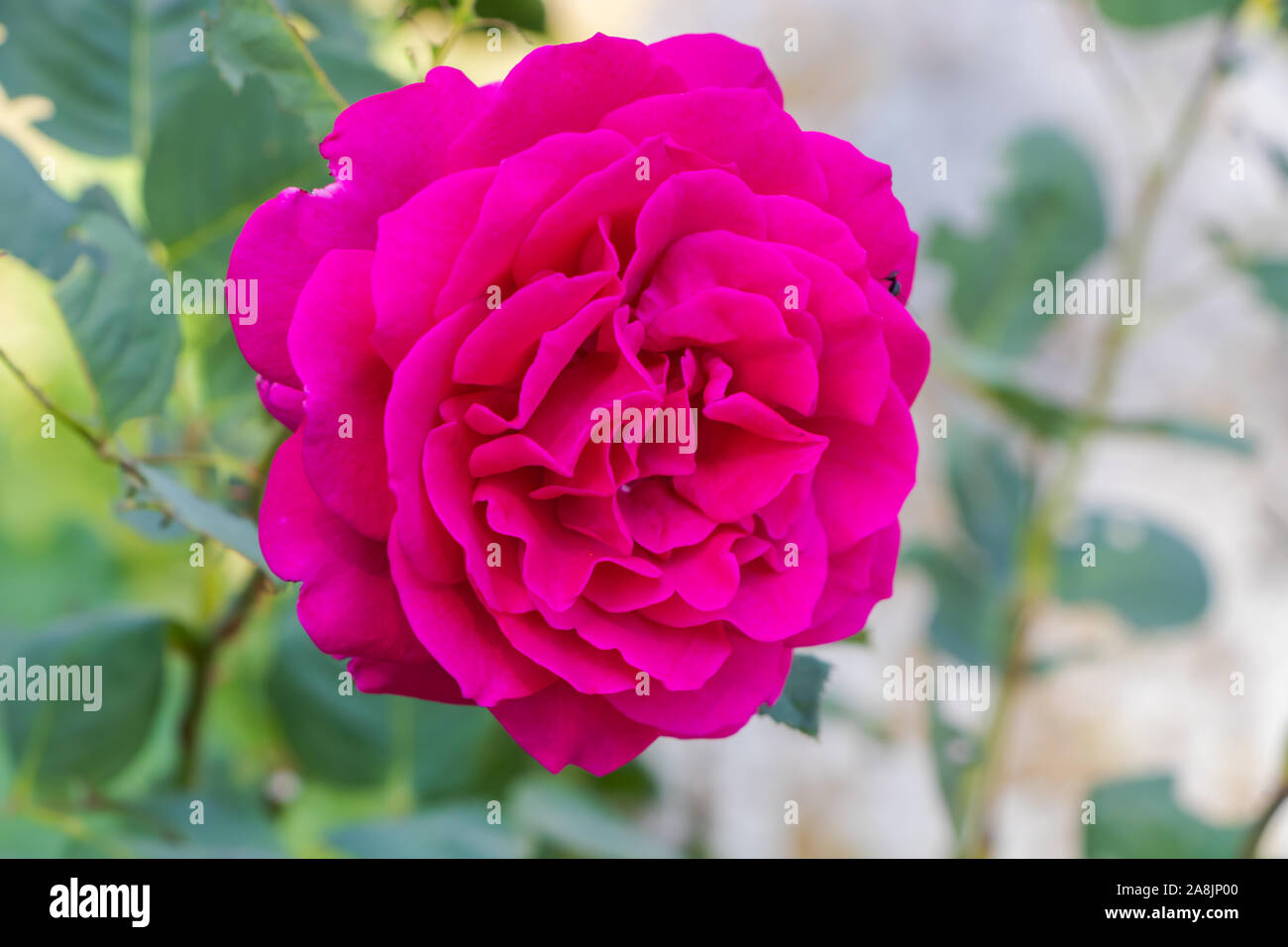 Fleurs rose pourpre. Banque D'Images
