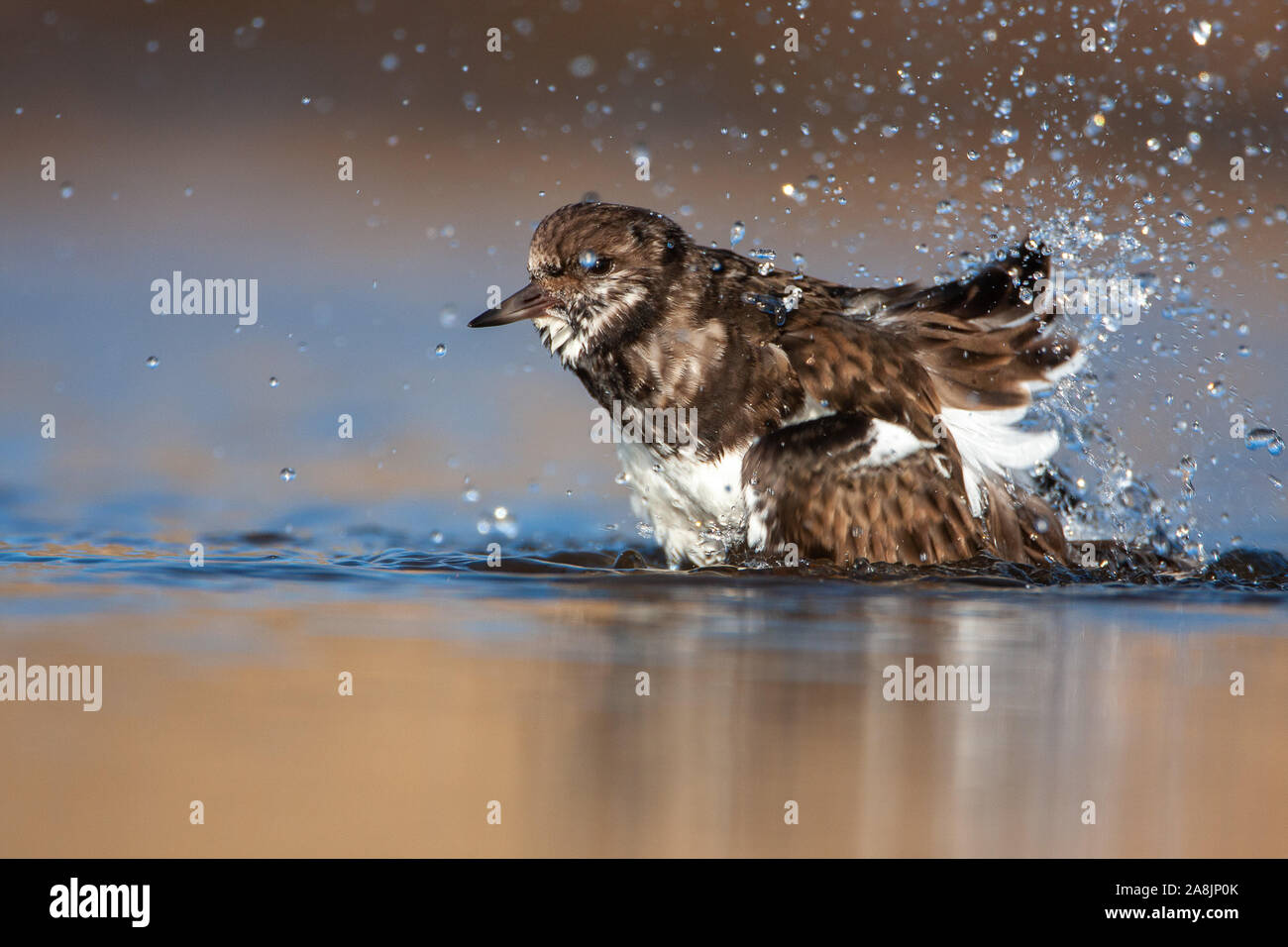 Collier, Arenaria interpres, Norfolk UK Banque D'Images
