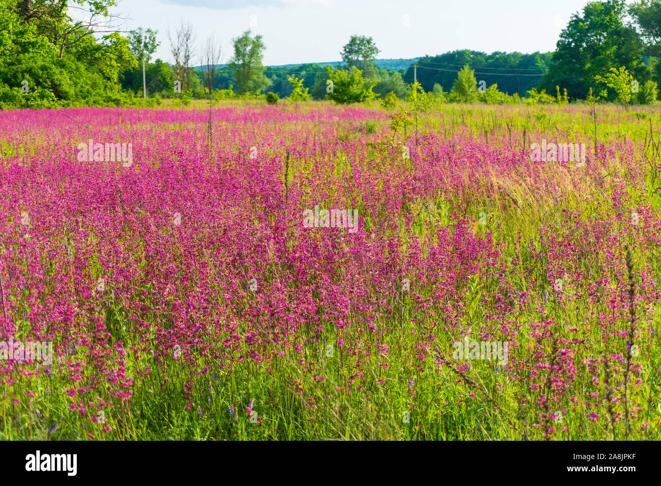 Champ de fleurs roses Banque de photographies et d'images à haute  résolution - Alamy