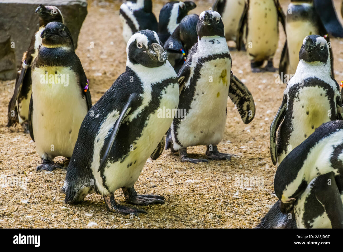 Putois penguin walking avec sa famille, de voler les oiseaux d'Afrique, l'espèce animale en voie de disparition Banque D'Images