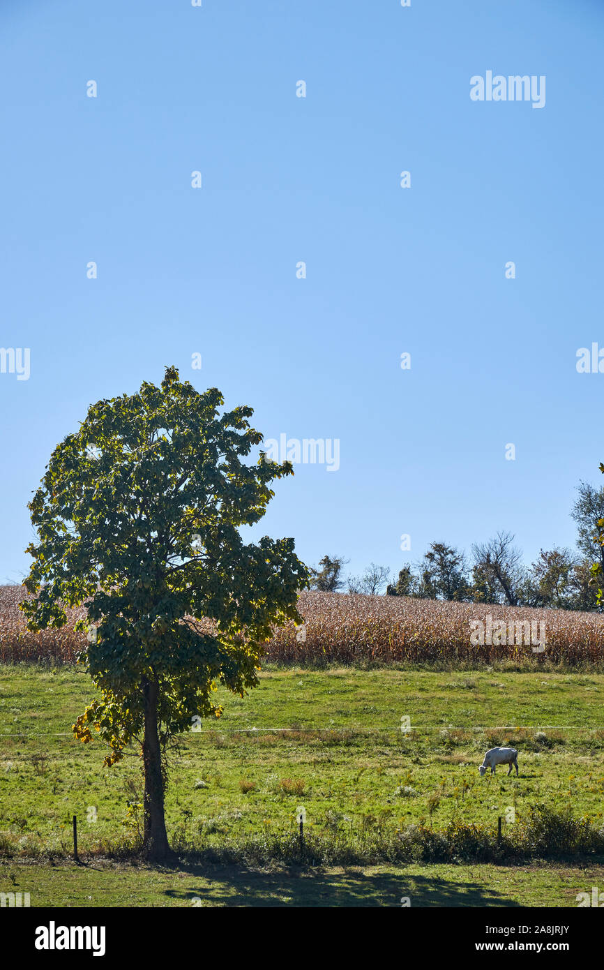 Un pâturage dans Berks County, California, USA avec une vache de pâturage. Banque D'Images