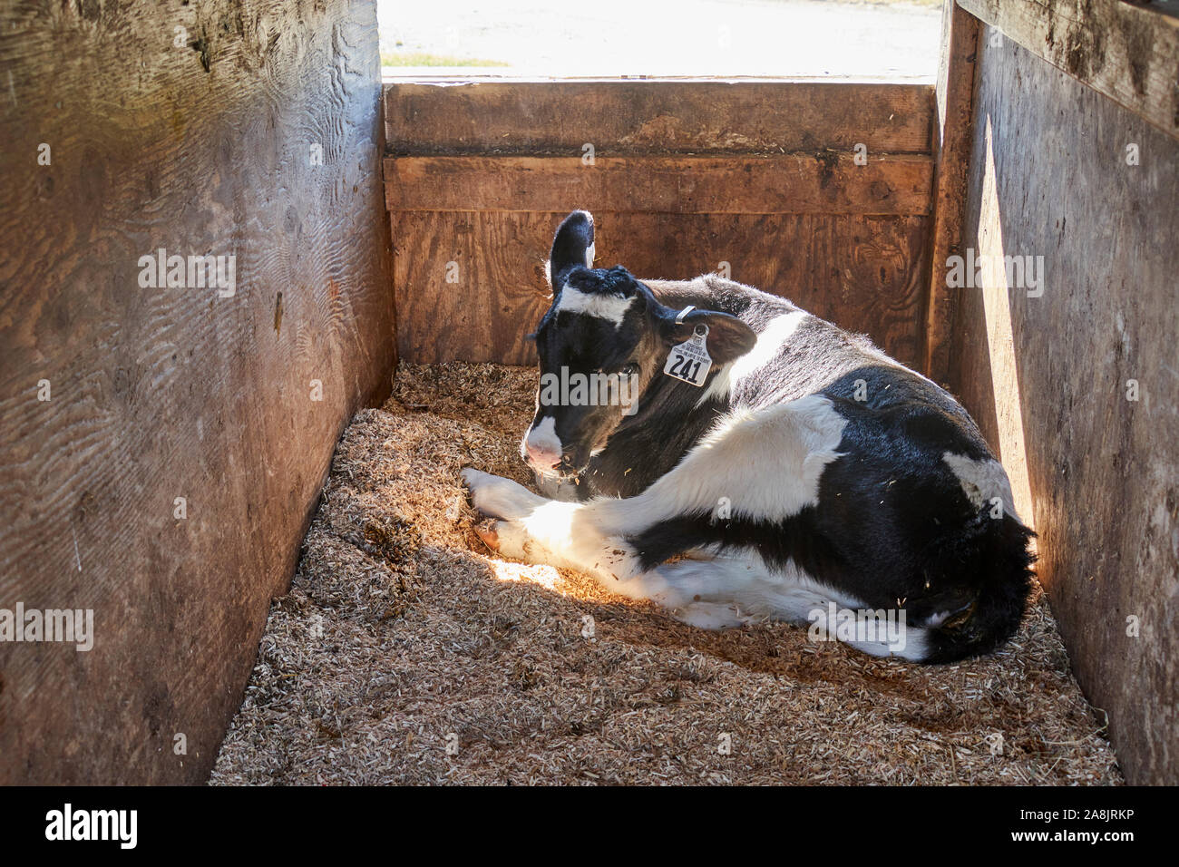 Un petit bébé dans une ferme de Kempton, Berks County, California, USA Banque D'Images