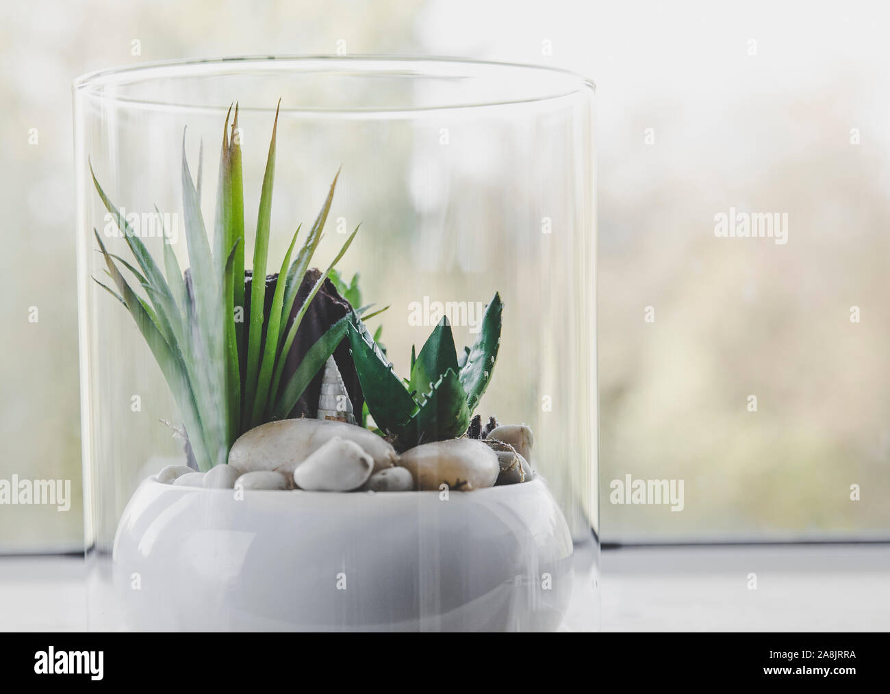 Petit verre de table moderne pour les plantes de terrarium ouvert sur l'appui de fenêtre dans la lumière naturelle. Copie de l'espace. Selective focus et blur bokeh background. Banque D'Images
