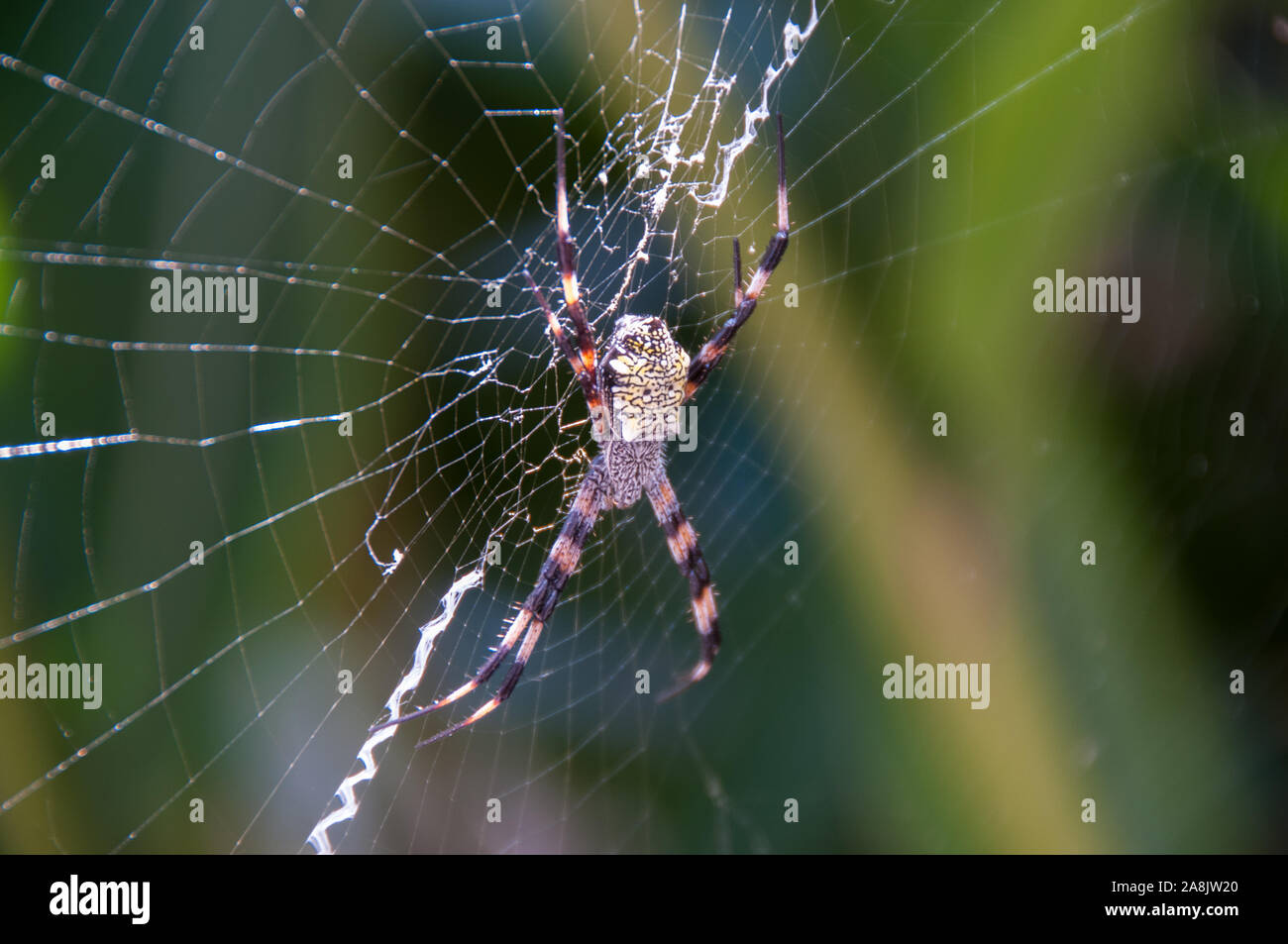 Jardin Hawaïen (Spider Argiope appensa) Banque D'Images