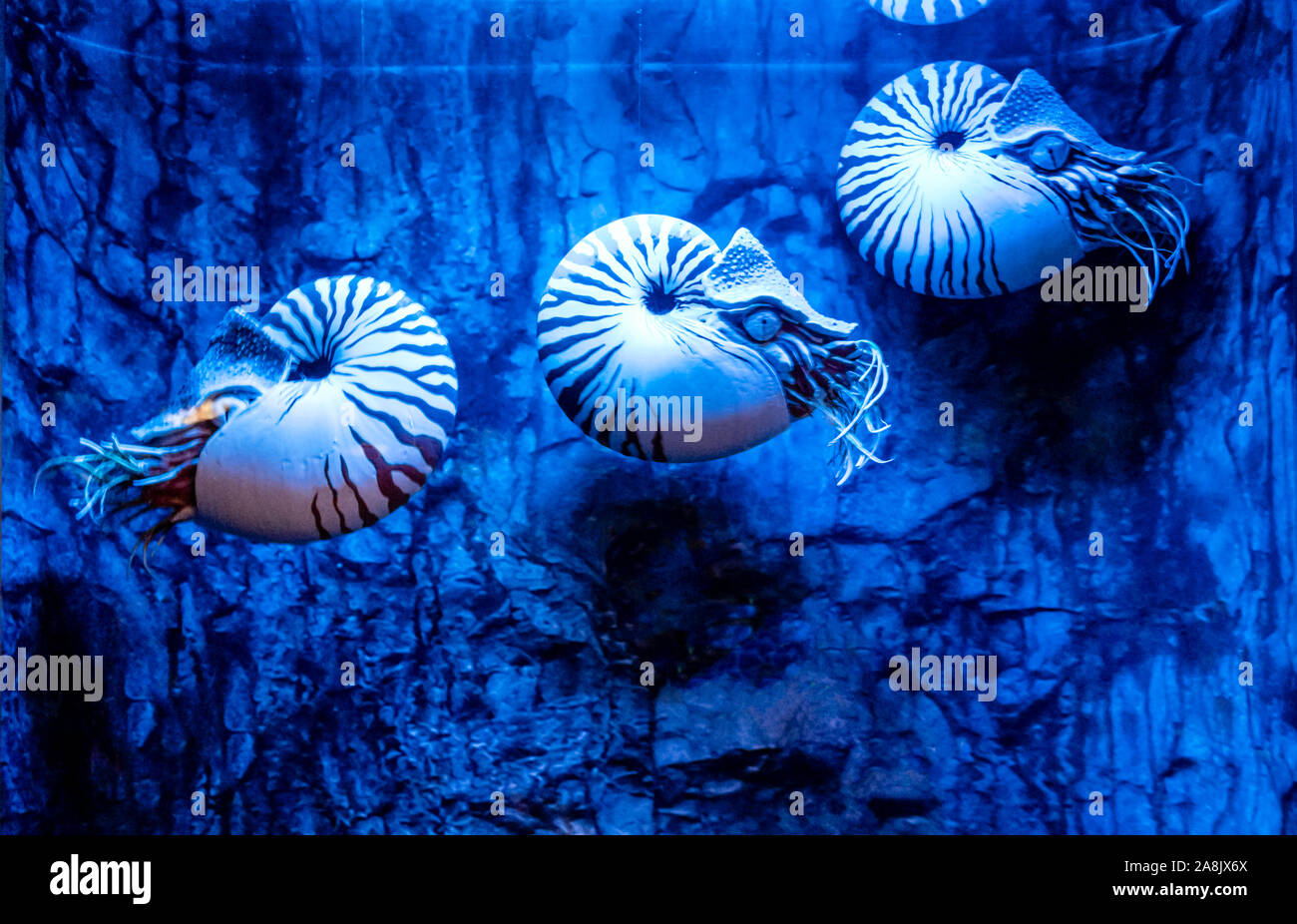 Aquarium de Monterey Bay, en Californie, chambré Nautilus Banque D'Images