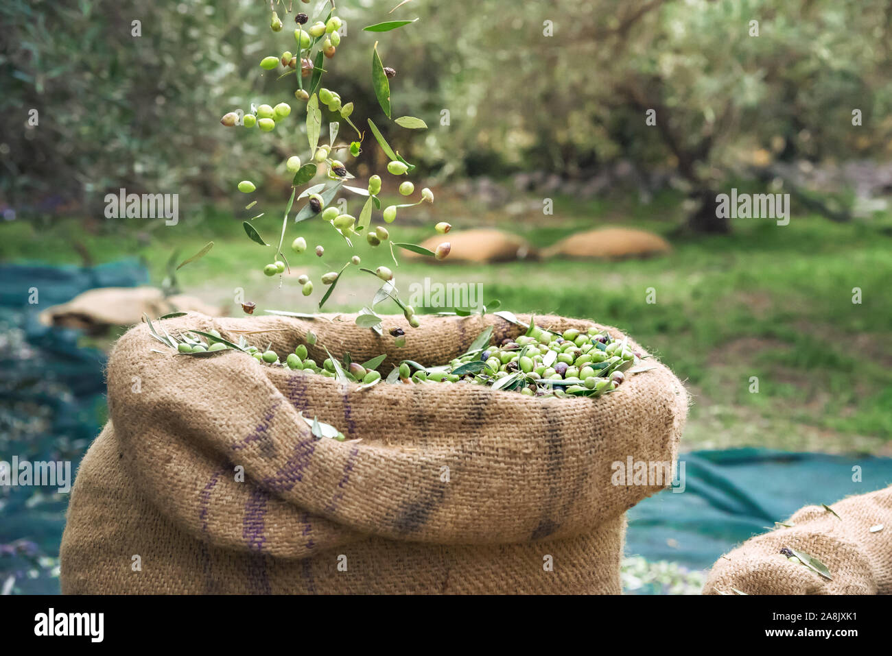 Olives fraîches récoltées dans des sacs dans un champ en Crète, Grèce pour la production d'huile d'olive, à l'aide de filets vert. Banque D'Images