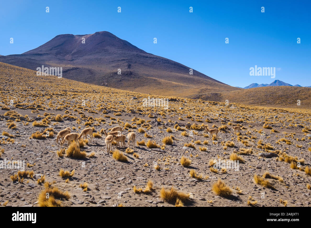 Paysage andin des hautes plaines chiliennes dans le nord du Chili Banque D'Images