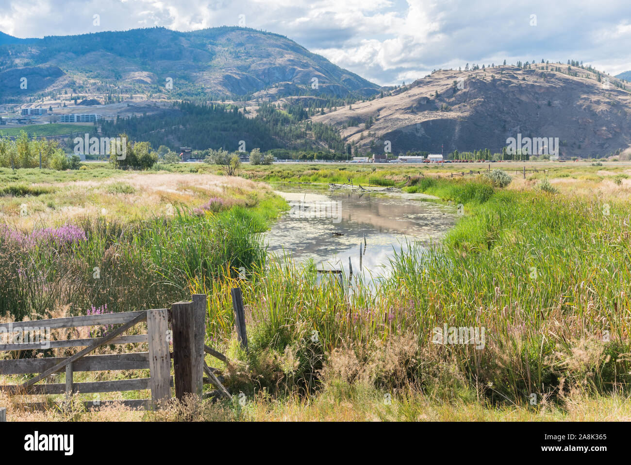 Oxbow en été sur la rivière Penticton Channel, un important habitat faunique Banque D'Images