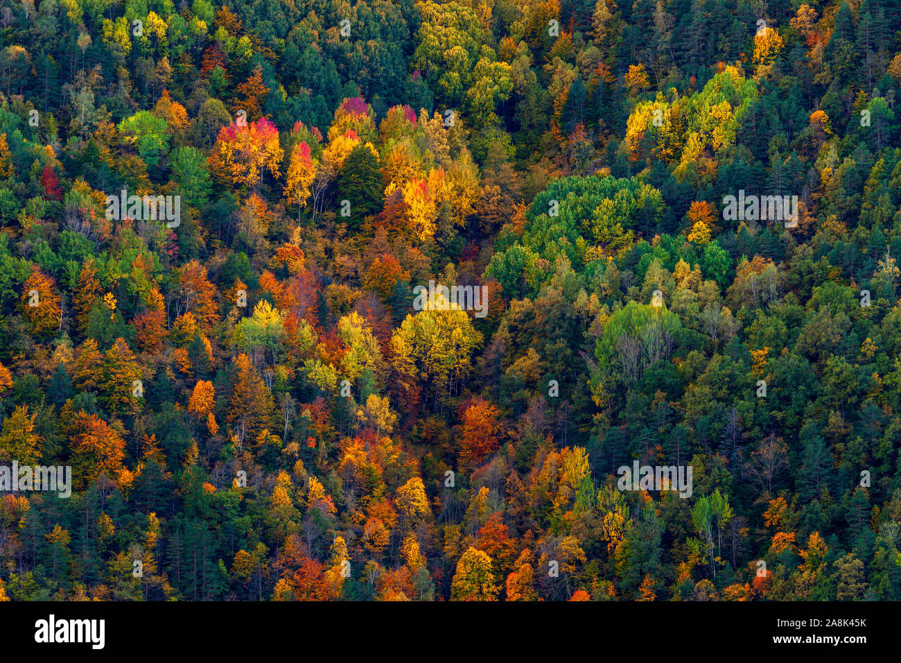 Belles couleurs de falll forêt. Pyrénées, Espagne Banque D'Images