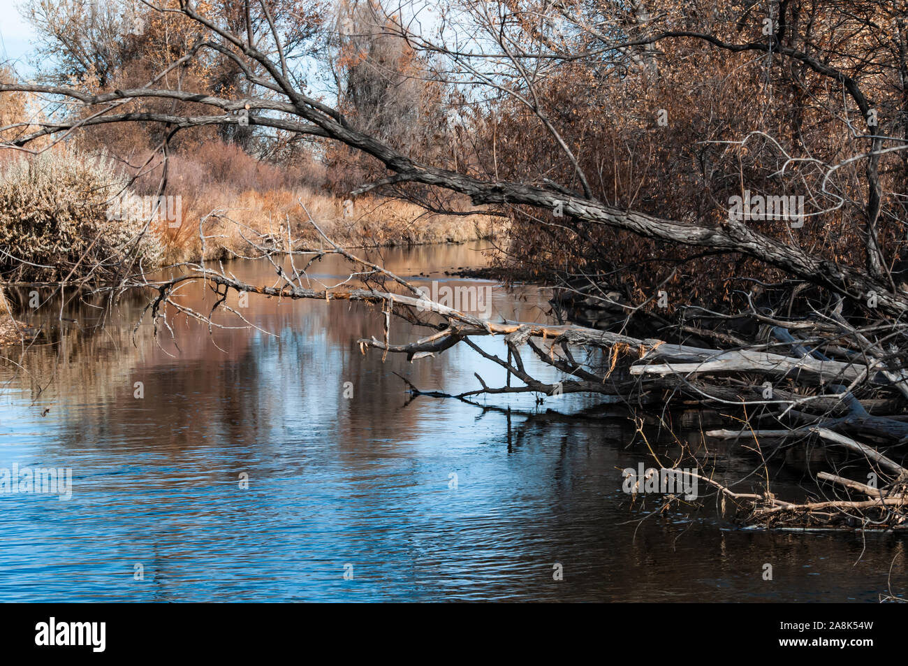 Forte croissance sur les rives de la rivière Cache La Poudre Banque D'Images