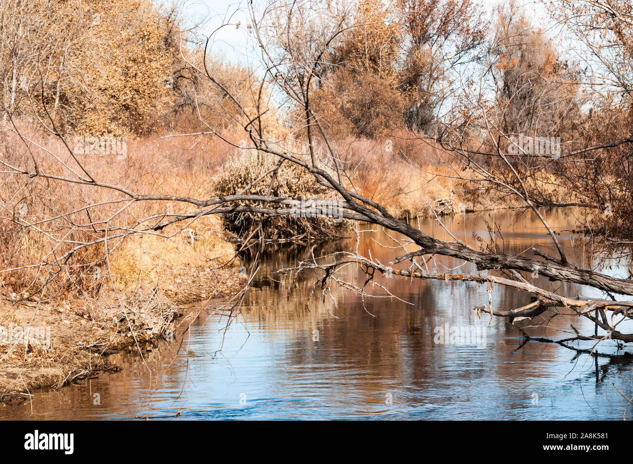 Forte croissance sur les rives de la rivière Cache La Poudre Banque D'Images