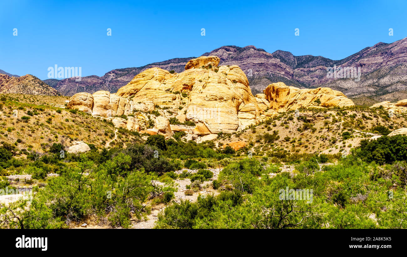 Les falaises de grès jaune sur la carrière de grès Trail dans le Red Rock Canyon National Conservation Area près de Las Vegas, Nevada, United States Banque D'Images