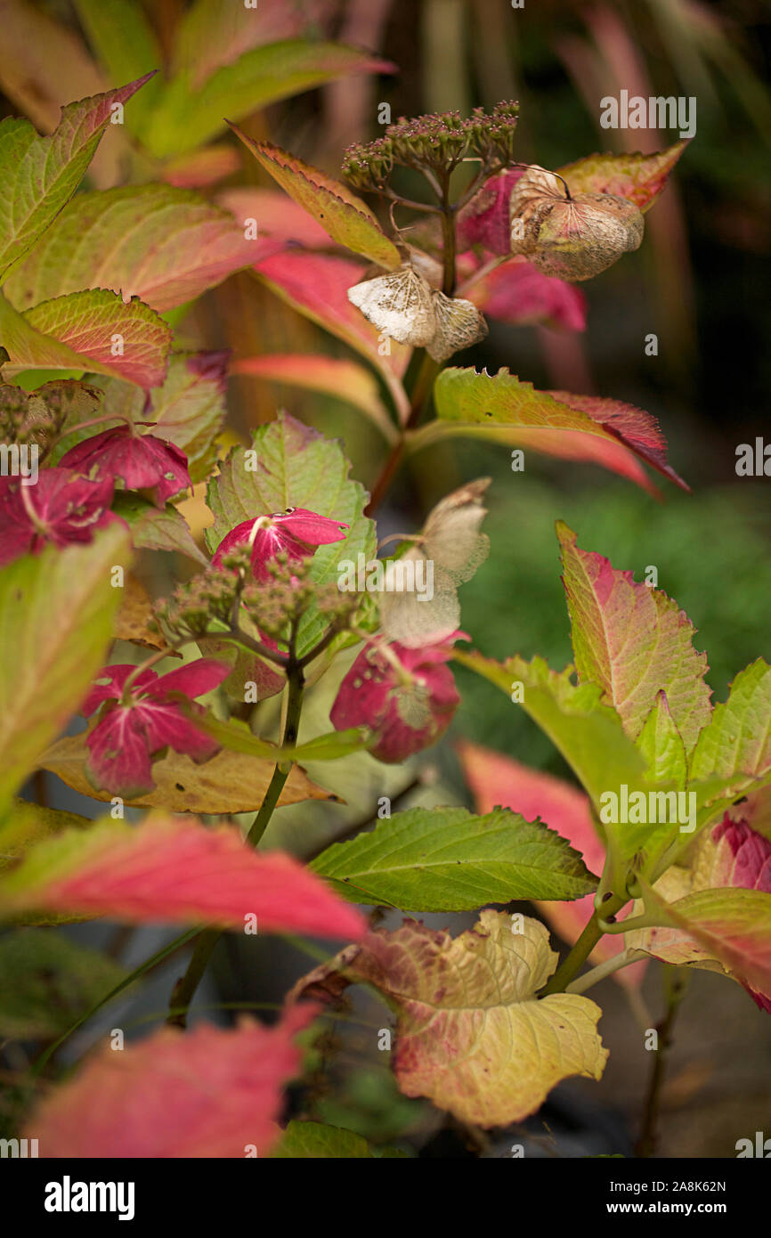 L'Hydrangea Dame Série "lir" indiquant la couleur en automne Banque D'Images