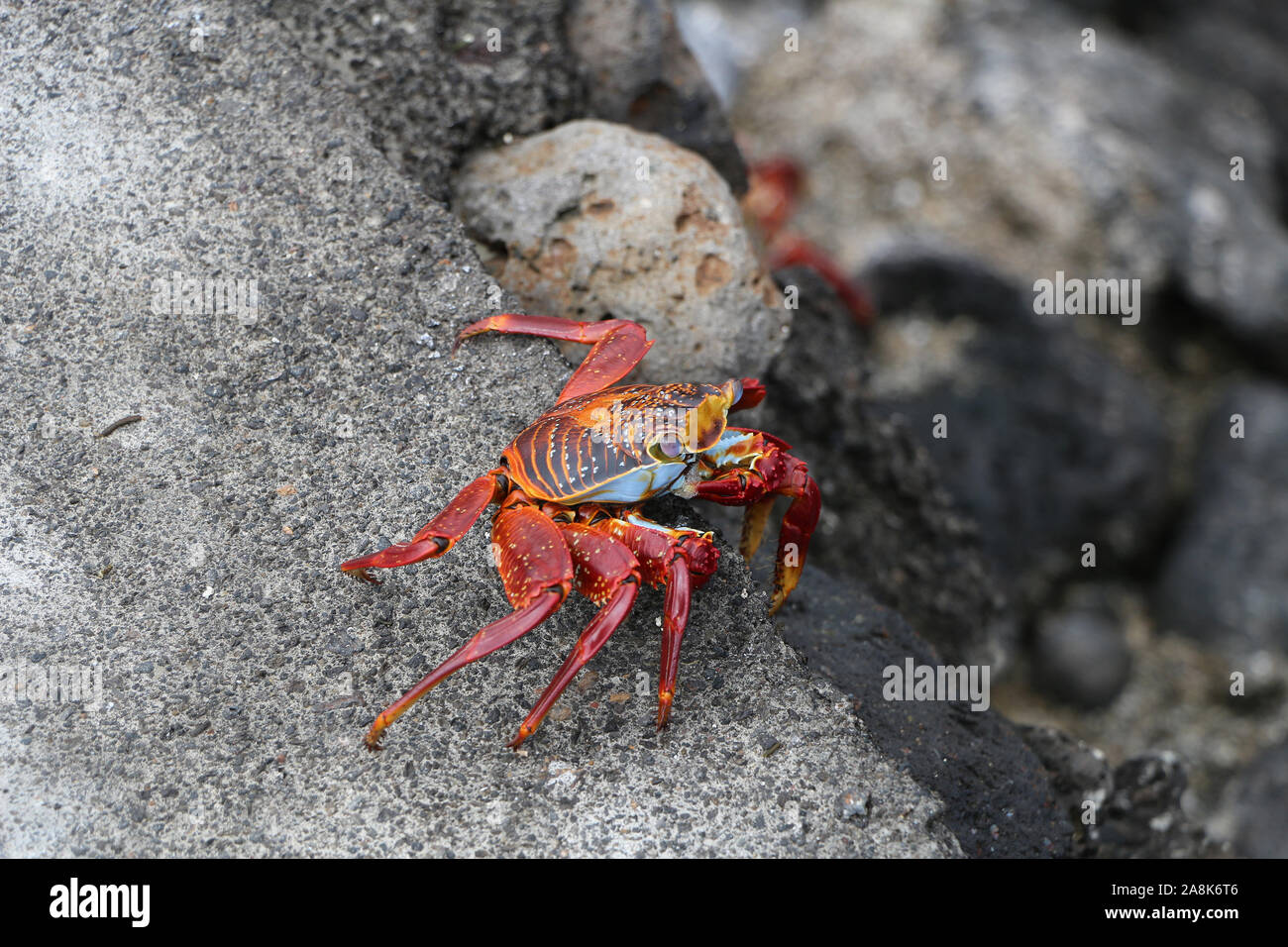 Falaise rouge crabe dans les îles Galapagos nature Banque D'Images