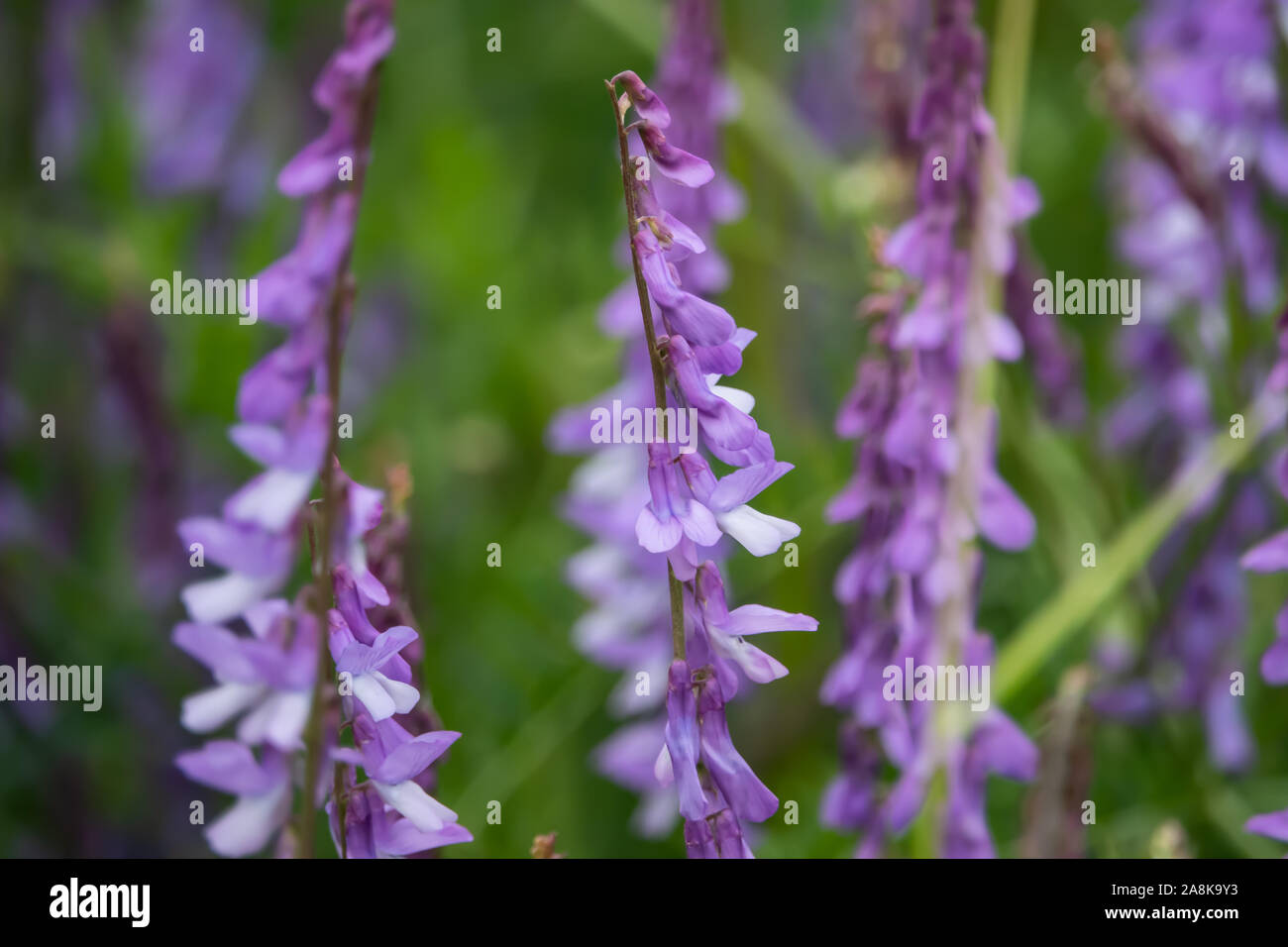 Vesce jargeau en fleurs fleurs de printemps Banque D'Images