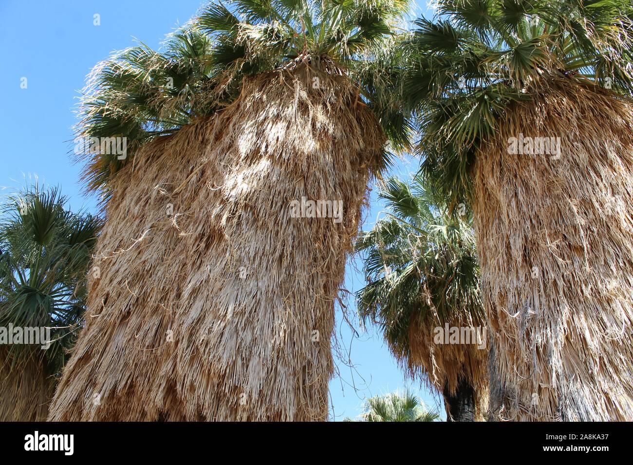 Le sud du désert de Mojave en plantes indigènes 49 Palms Oasis de Joshua Tree National Park, communément Fan Palm Desert, Washingtonia filifera variété botanique. Banque D'Images