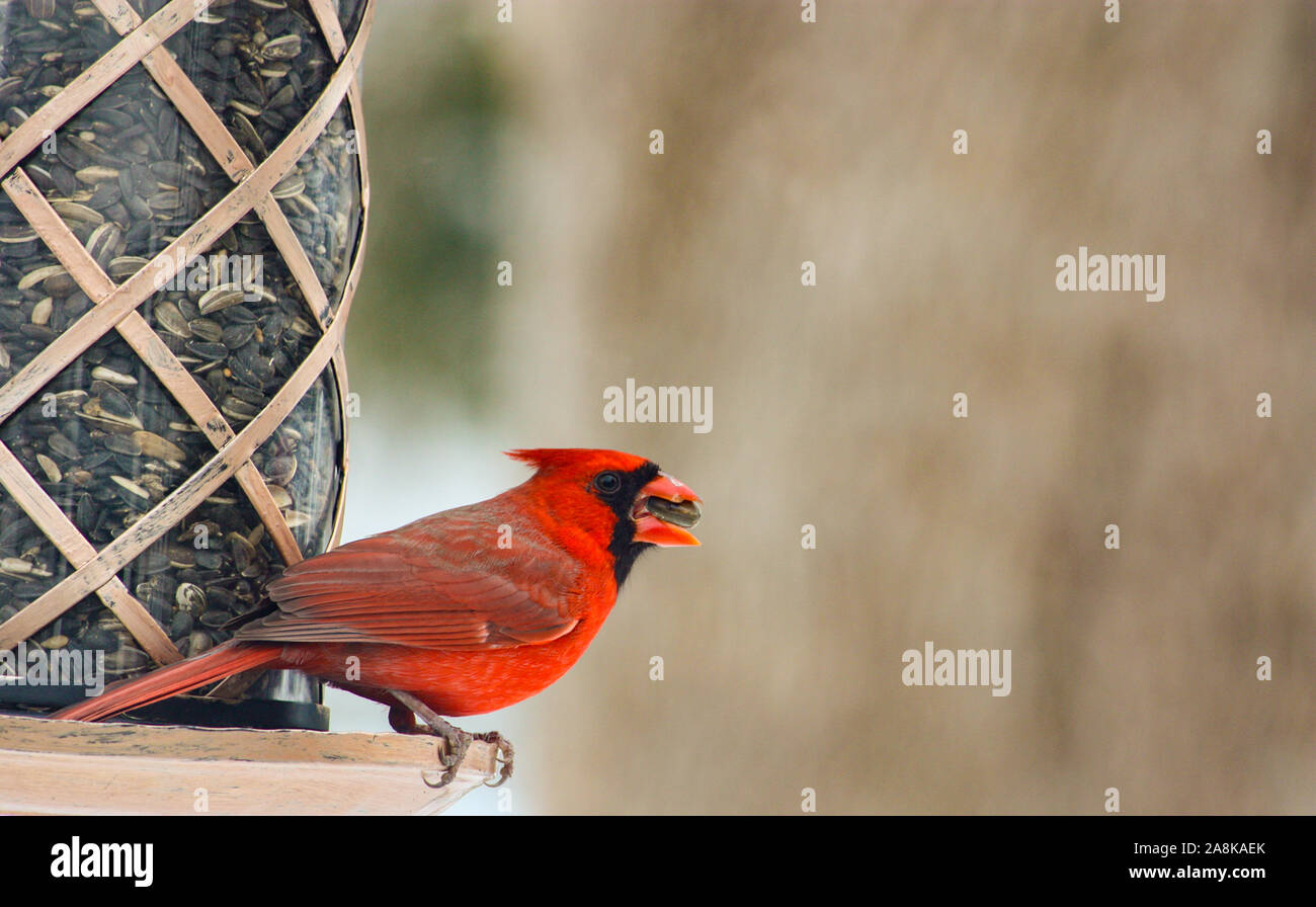 Le Cardinal mâle rouge vif perché sur les graines de tournesol de l'alimentation du convoyeur Banque D'Images