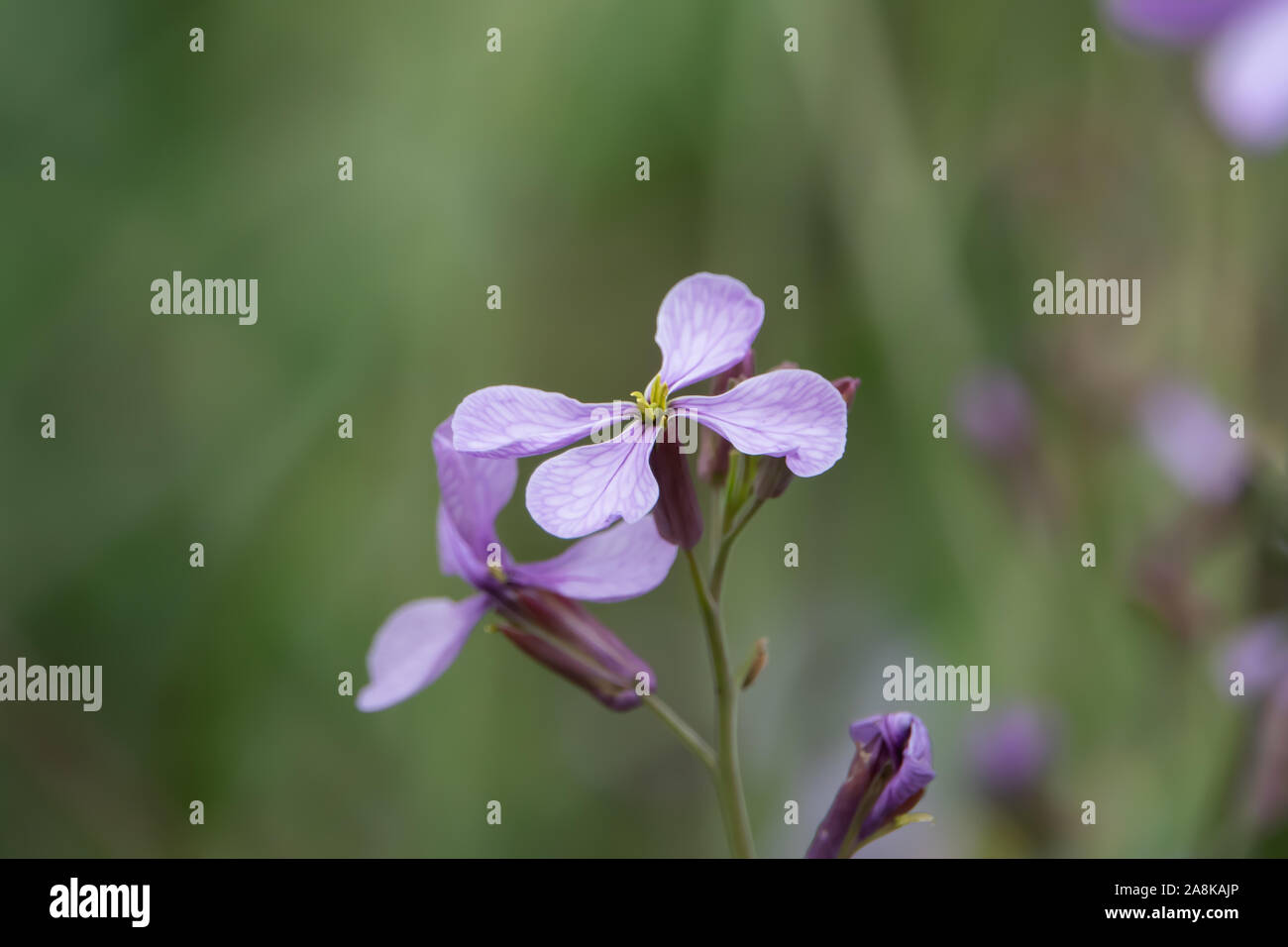Choux fleurs violet en fleurs au printemps Banque D'Images