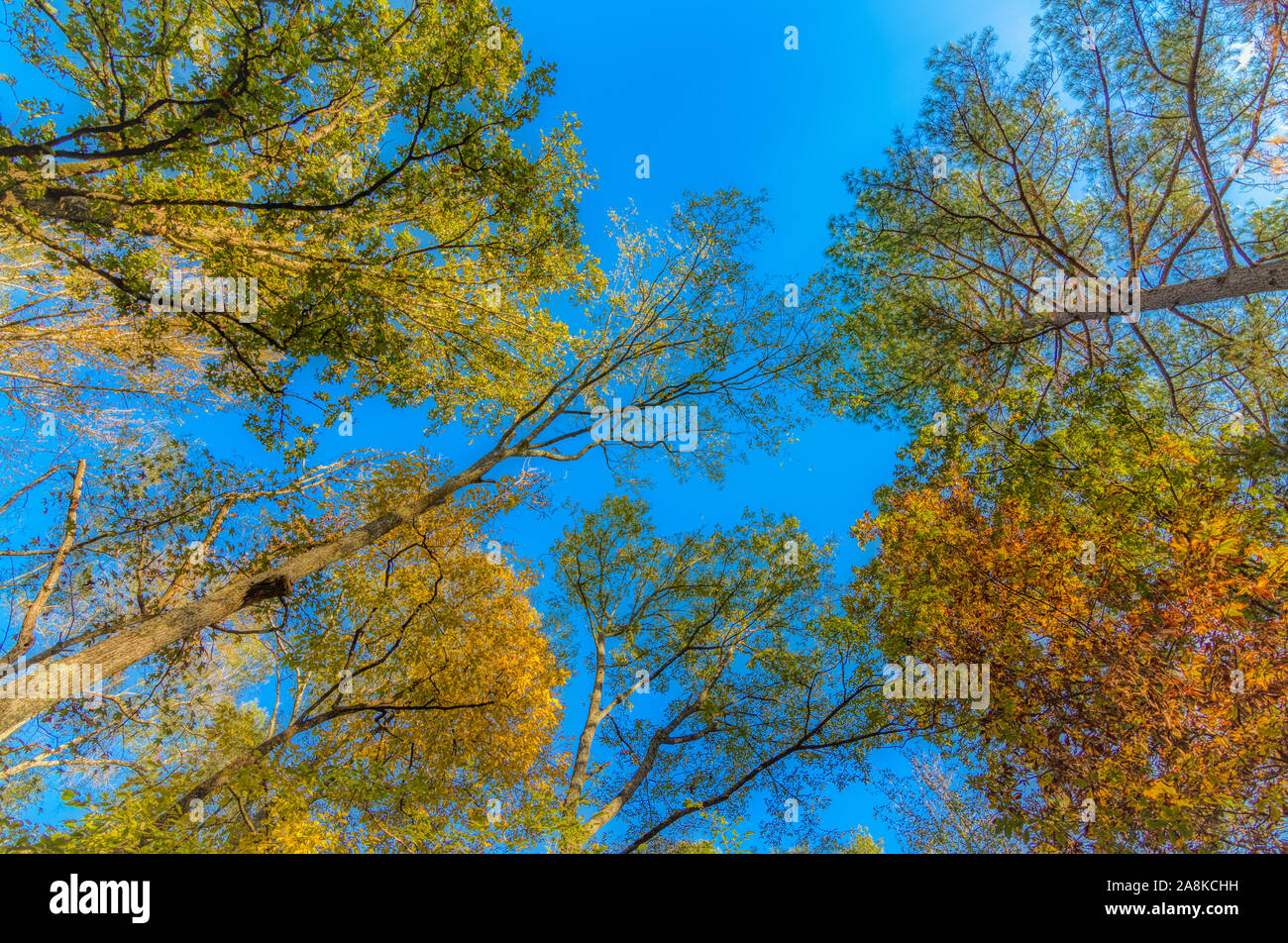 Jusqu'à dans les arbres à l'automne avec un ciel bleu en arrière-plan en Caroline du Nord Banque D'Images