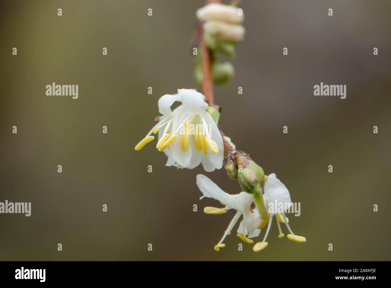 Beauté d'hiver Fleurs de chèvrefeuille en fleurs en hiver Banque D'Images