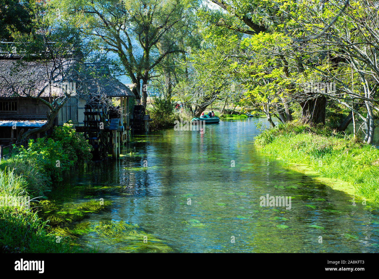 Daio Wasabi ferme à Azumino, Nagano, Japon Banque D'Images