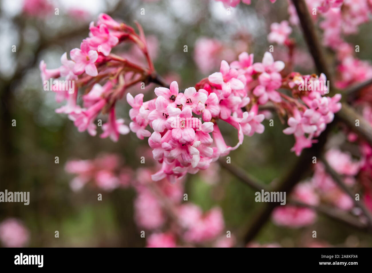 Viorne d'hiver en fleur fleurs en hiver Banque D'Images