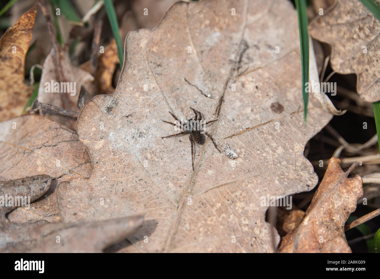 Araignées sur feuilles au printemps Banque D'Images