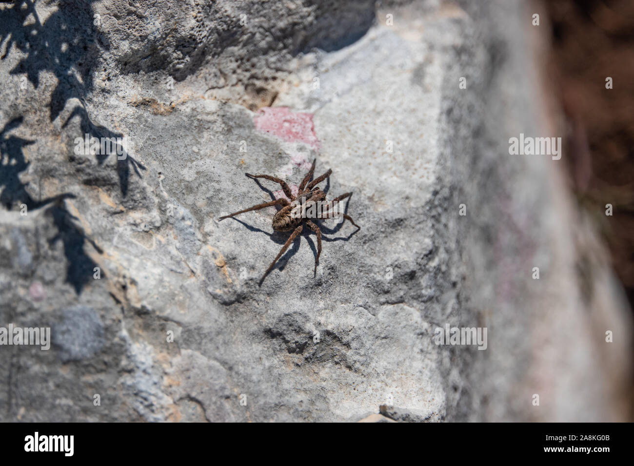 Wolf Spider sur la roche en hiver Banque D'Images
