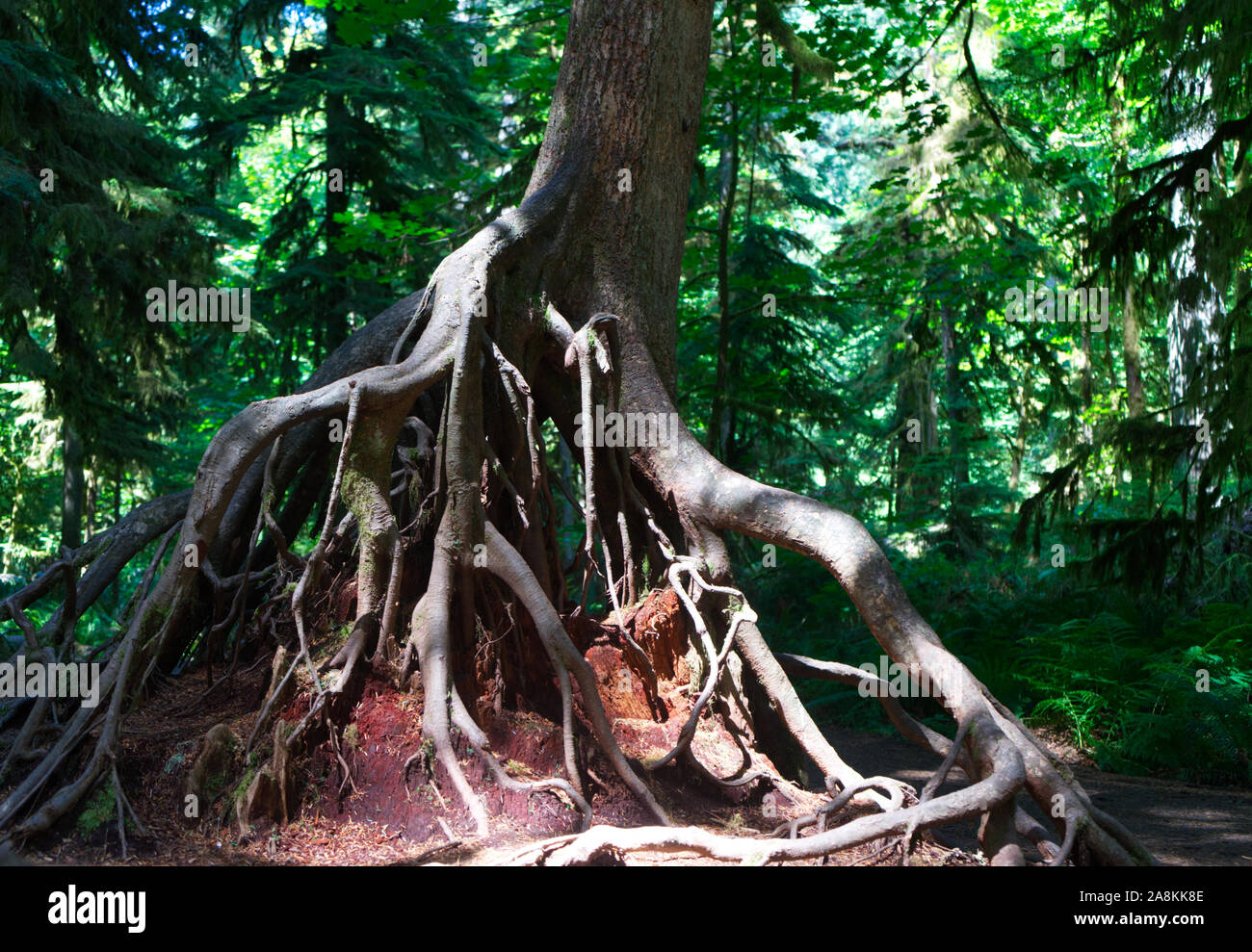 Racines, Racine, Cathedral Grove, MacMillan State Park, l'île de Vancouver, C.-B. Banque D'Images