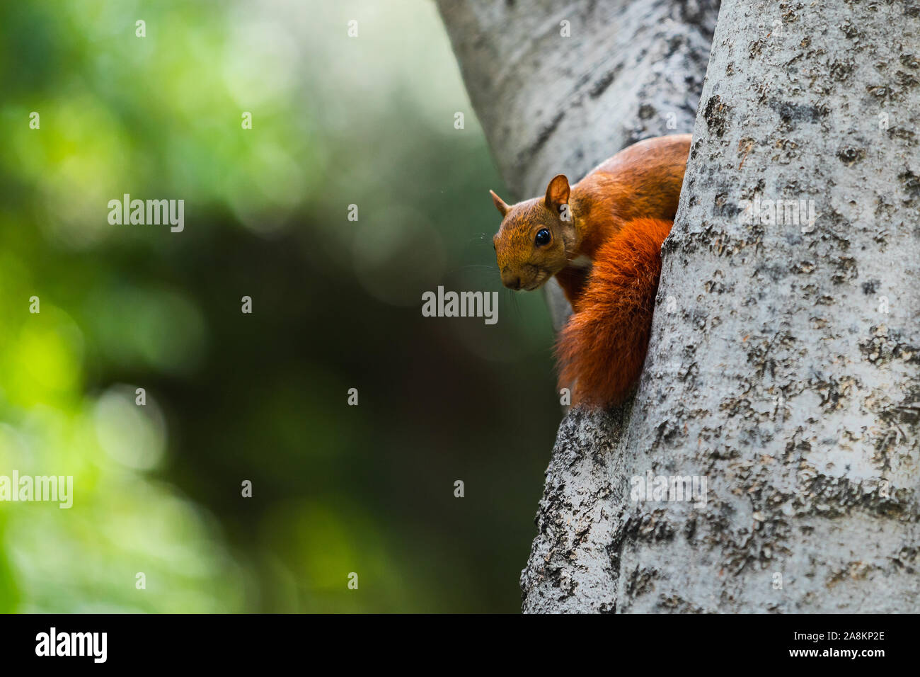 Tir d'écureuil Banque de photographies et d'images à haute résolution -  Alamy