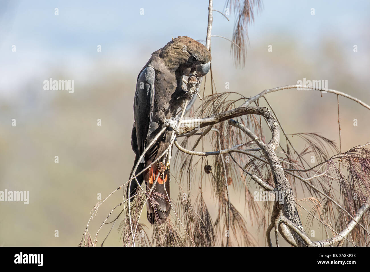 Cacatoès noir brillant se nourrissant de graines Casuarina Banque D'Images