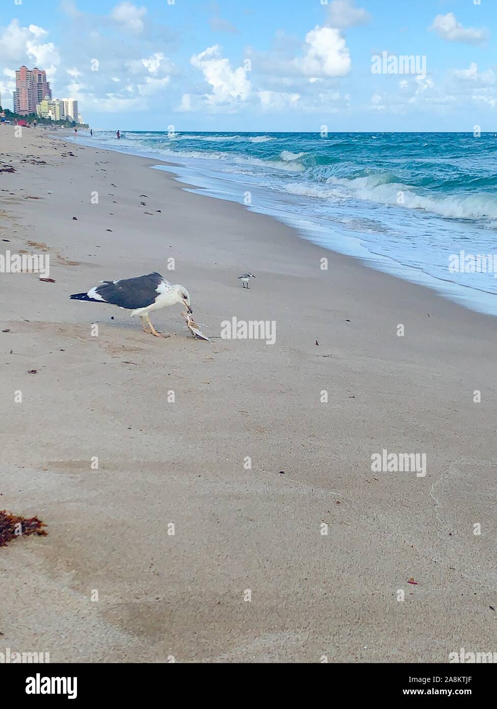 Seagull mange un poisson mort sur la plage Banque D'Images