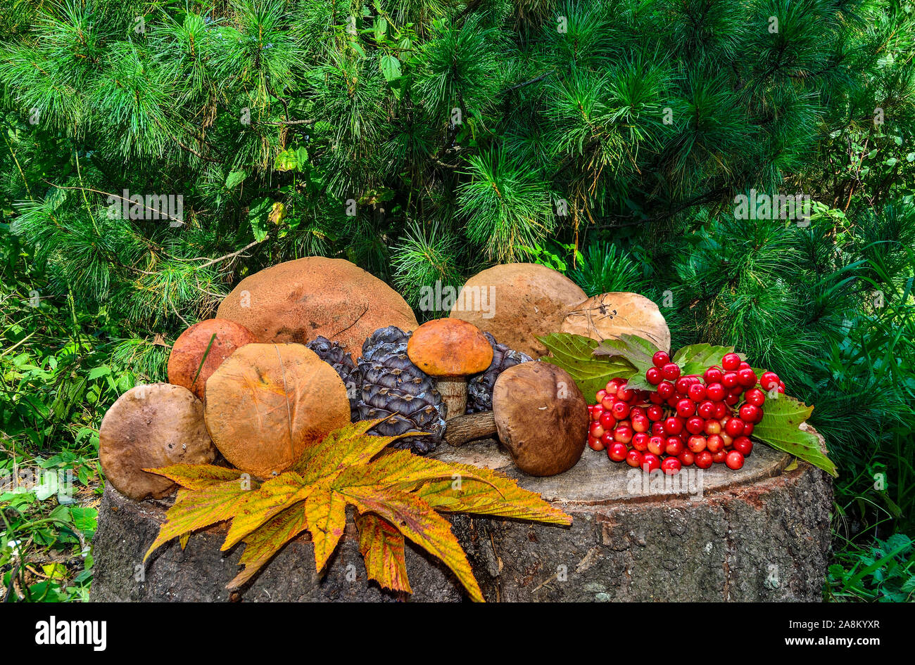 Moisson d'automne forêt : champignons comestibles, les cônes de cèdre, baies rouges de viburnum, multi-couleur des feuilles tombées. Encore l'automne de la vie sur un moignon de cèdre Banque D'Images