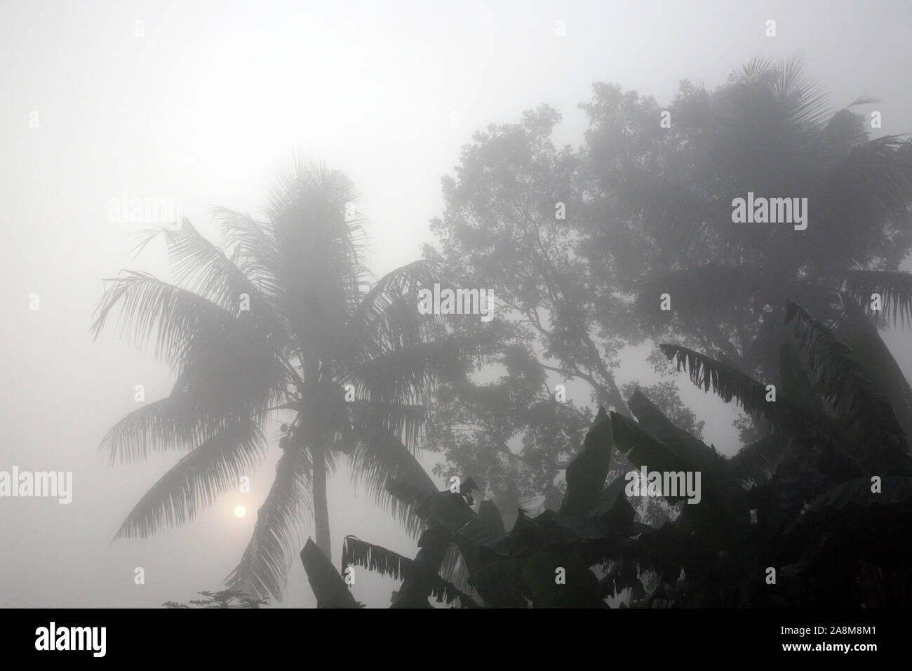 Matin brumeux dans le Bengale campagne dans la jungle des Sundarbans, le Bengale occidental, en Inde. Banque D'Images