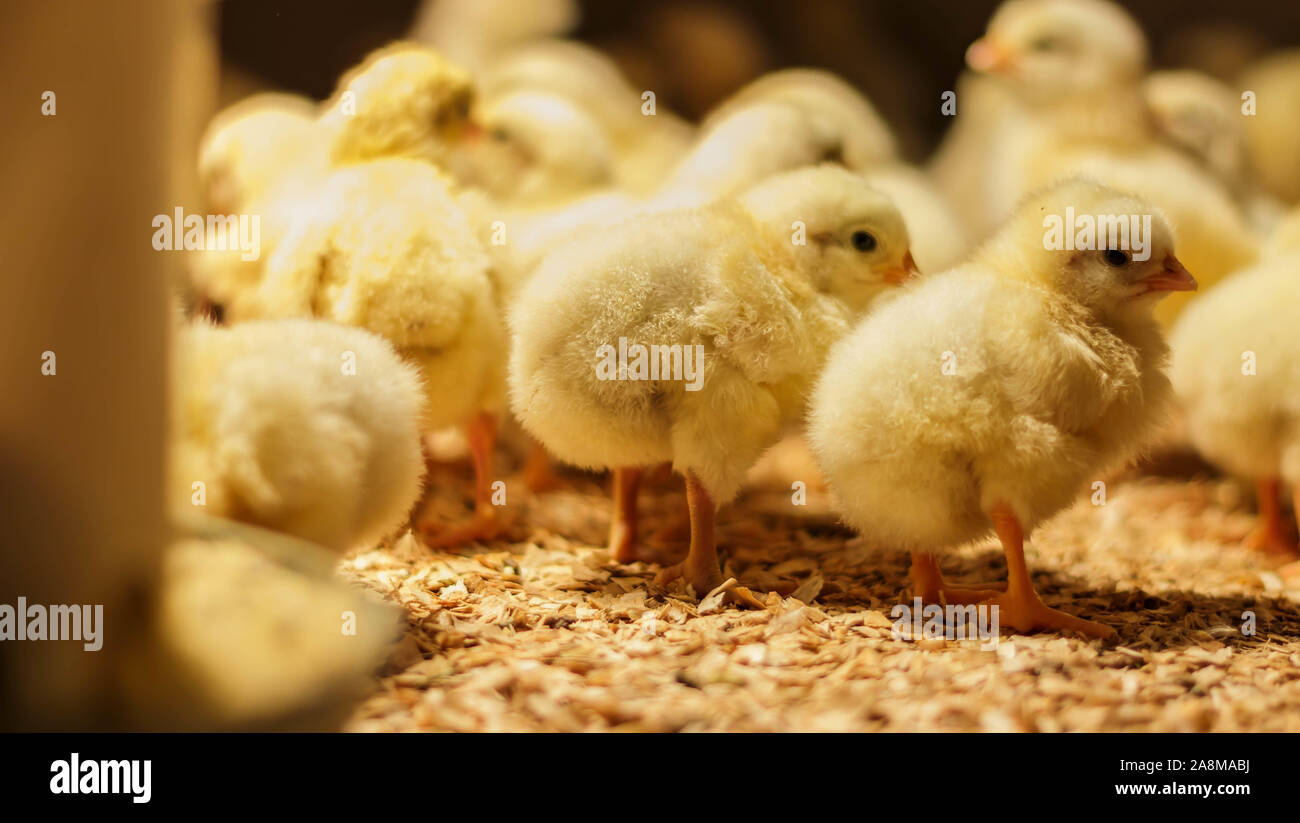 Poussin Poulet de Bresse Gauloise, 1 jour, à 2 semaines, Bresse Küken, à Janja, Bosnie Banque D'Images Poussin Poulet de Bresse Gauloise, 1 jour, à 2 semaines, Bresse Küken, à Janja, Bosnie Banque D'Images