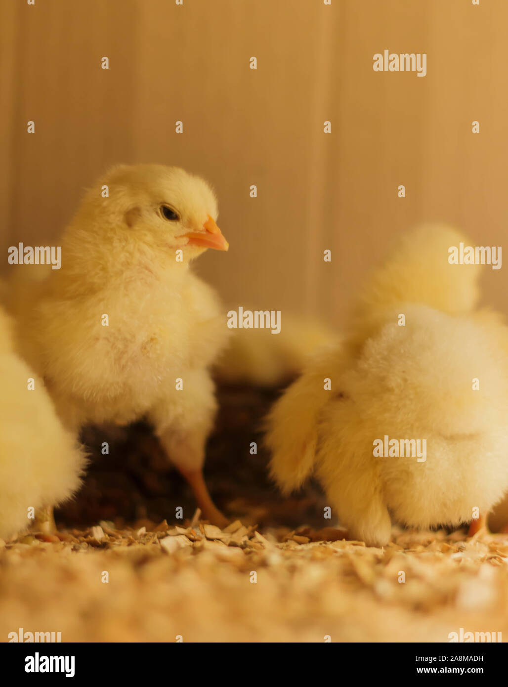 Poussin Poulet de Bresse Gauloise, 1 jour, à 2 semaines, Bresse Küken, à Janja, Bosnie Banque D'Images