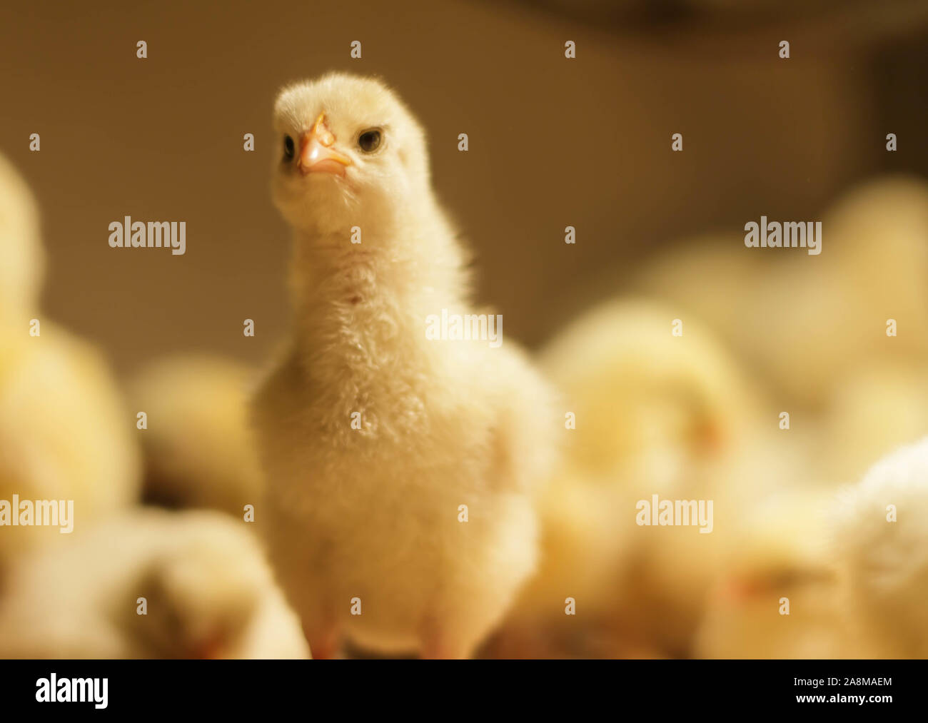 Poussin Poulet de Bresse Gauloise, 1 jour, à 2 semaines, Bresse Küken, à Janja, Bosnie Banque D'Images Poussin Poulet de Bresse Gauloise, 1 jour, à 2 semaines, Bresse Küken, à Janja, Bosnie Banque D'Images