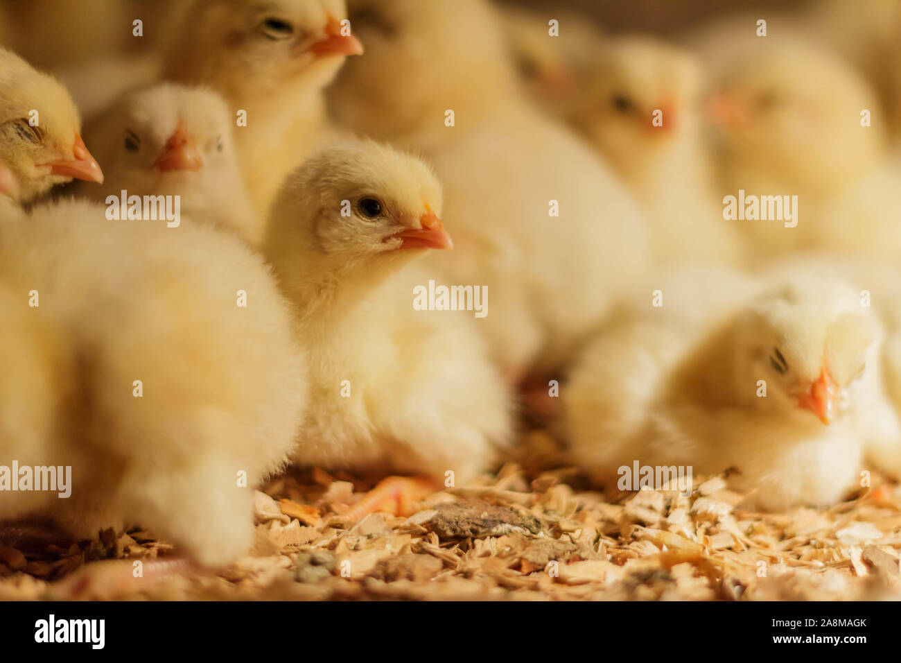 Poussin Poulet de Bresse Gauloise, 1 jour, à 2 semaines, Bresse Küken, à Janja, Bosnie Banque D'Images Poussin Poulet de Bresse Gauloise, 1 jour, à 2 semaines, Bresse Küken, à Janja, Bosnie Banque D'Images