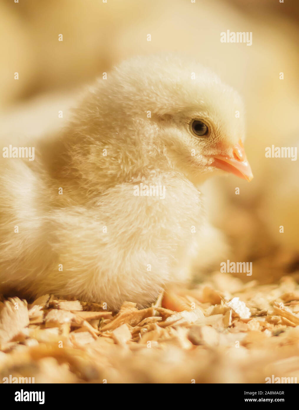 Poussin Poulet de Bresse Gauloise, 1 jour, à 2 semaines, Bresse Küken, à Janja, Bosnie Banque D'Images Poussin Poulet de Bresse Gauloise, 1 jour, à 2 semaines, Bresse Küken, à Janja, Bosnie Banque D'Images