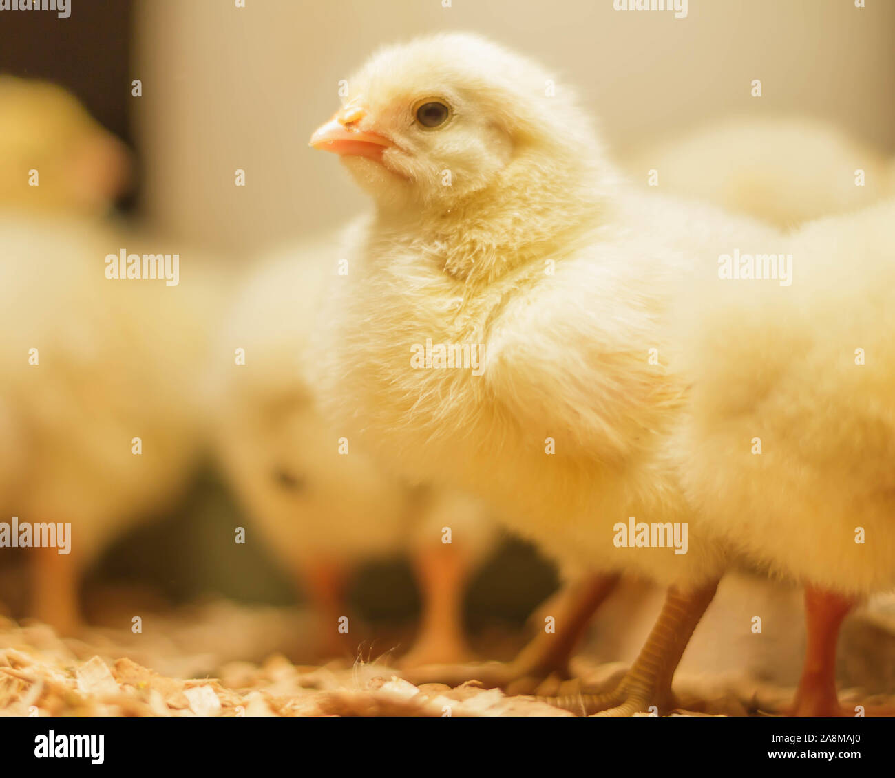 Poussin Poulet de Bresse Gauloise, 1 jour, à 2 semaines, Bresse Küken, à Janja, Bosnie Banque D'Images