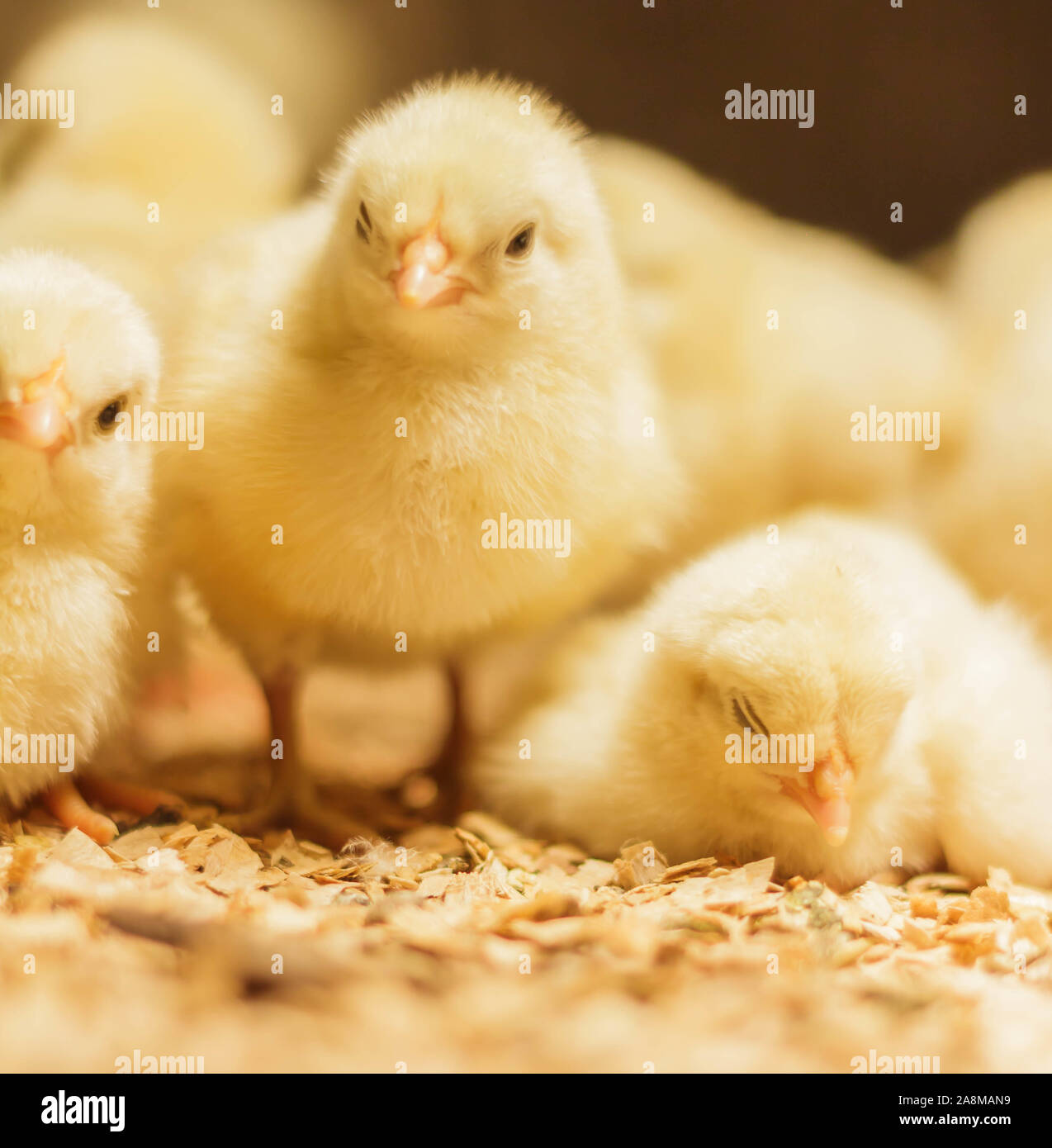 Poussin Poulet de Bresse Gauloise, 1 jour, à 2 semaines, Bresse Küken, à Janja, Bosnie Banque D'Images Poussin Poulet de Bresse Gauloise, 1 jour, à 2 semaines, Bresse Küken, à Janja, Bosnie Banque D'Images