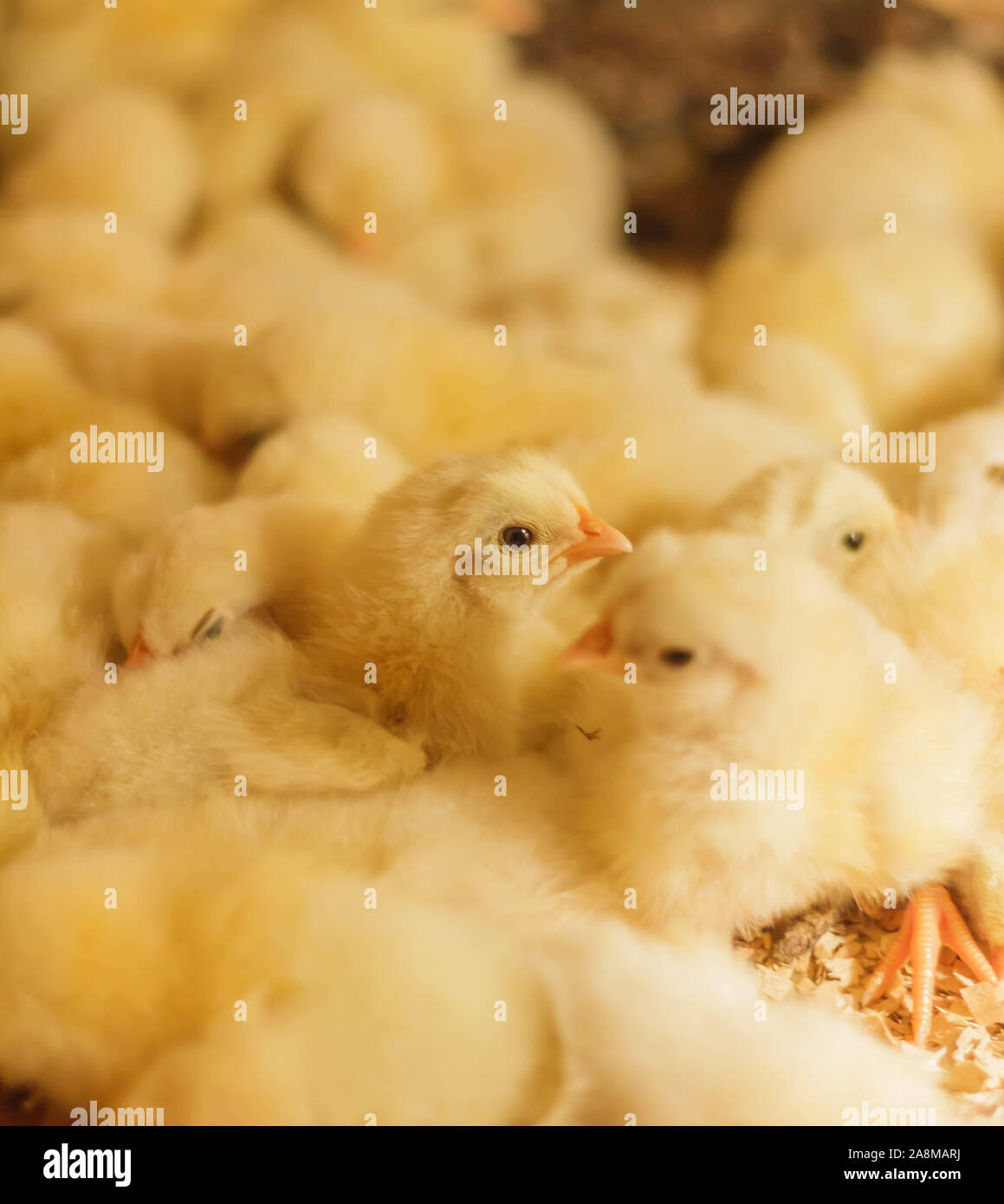 Poussin Poulet de Bresse Gauloise, 1 jour, à 2 semaines, Bresse Küken, à Janja, Bosnie Banque D'Images