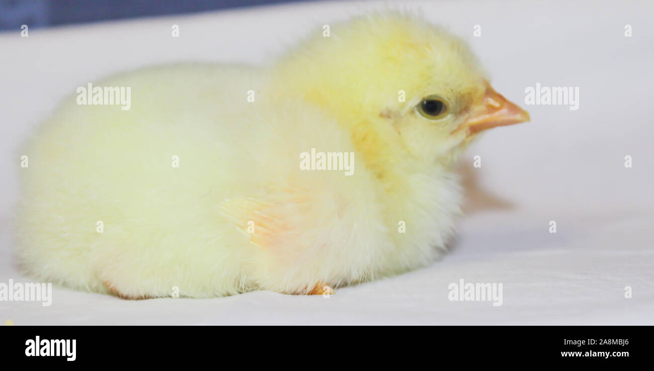 Poussin Poulet de Bresse Gauloise, 1 jour, à 2 semaines, Bresse Küken, à Janja, Bosnie Banque D'Images Poussin Poulet de Bresse Gauloise, 1 jour, à 2 semaines, Bresse Küken, à Janja, Bosnie Banque D'Images