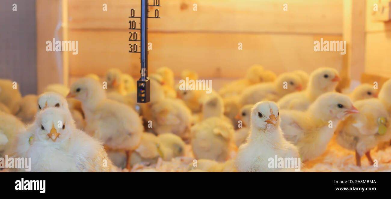 Poussin Poulet de Bresse Gauloise, 1 jour, à 2 semaines, Bresse Küken, à Janja, Bosnie Banque D'Images Poussin Poulet de Bresse Gauloise, 1 jour, à 2 semaines, Bresse Küken, à Janja, Bosnie Banque D'Images