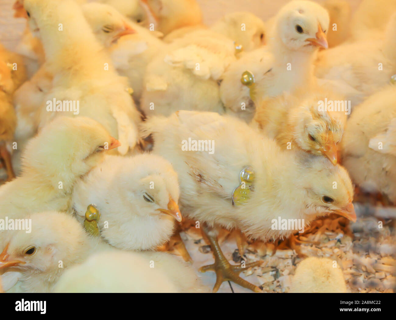 Poussin Poulet de Bresse Gauloise, 1 jour, à 2 semaines, Bresse Küken, à Janja, Bosnie Banque D'Images Poussin Poulet de Bresse Gauloise, 1 jour, à 2 semaines, Bresse Küken, à Janja, Bosnie Banque D'Images